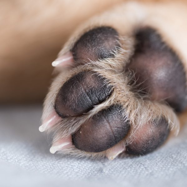 Puppy paw!