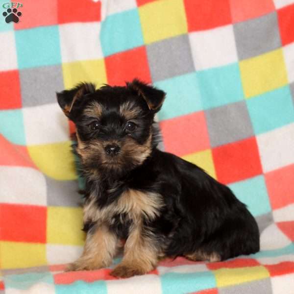 Kip, Havashire Puppy