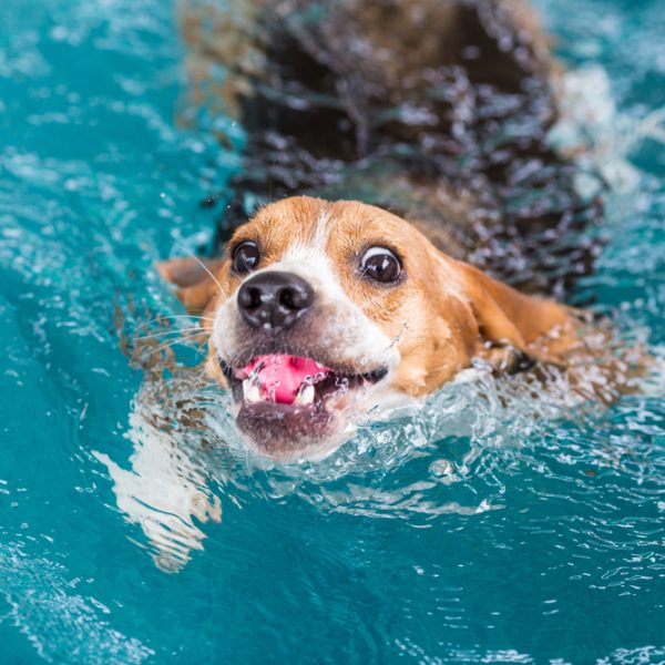 Swimming dog