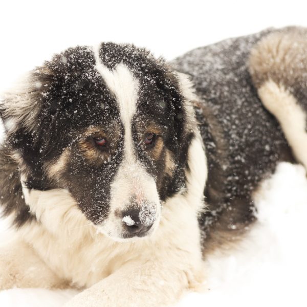 cachorrinho da neve