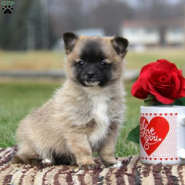 Benji, Pomchi Puppy
