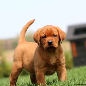 Labrador Retriever – Fox Red