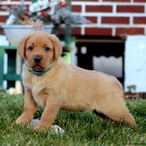 Labrador Retriever – Fox Red