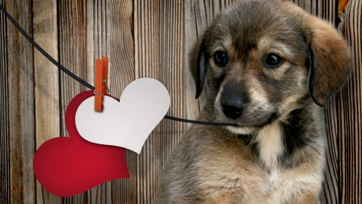 Valentine’s Day Gifts for Your Doggies