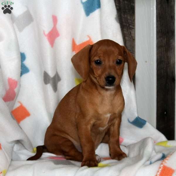 Ashlynn, Chiweenie Puppy