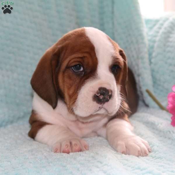 Daryl, English Bully Basset Puppy
