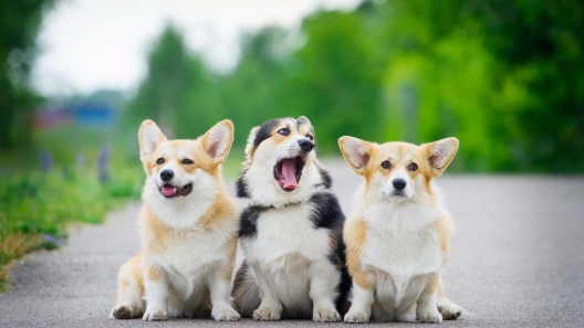 6 Signs You’re Obsessed With Corgis