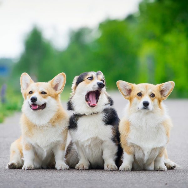 three corgis sitting outside