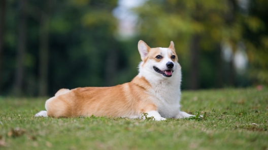10 Dog Park Etiquette Tips You Should Know