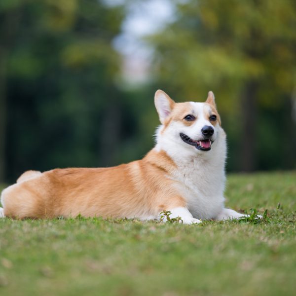 Corgi sploot