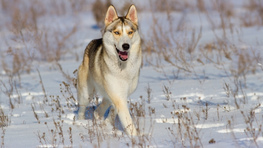 How to Keep Your Pup Safe and Happy on Snowy Days