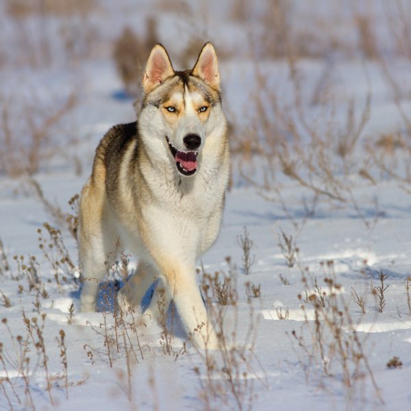 SNOW DOG