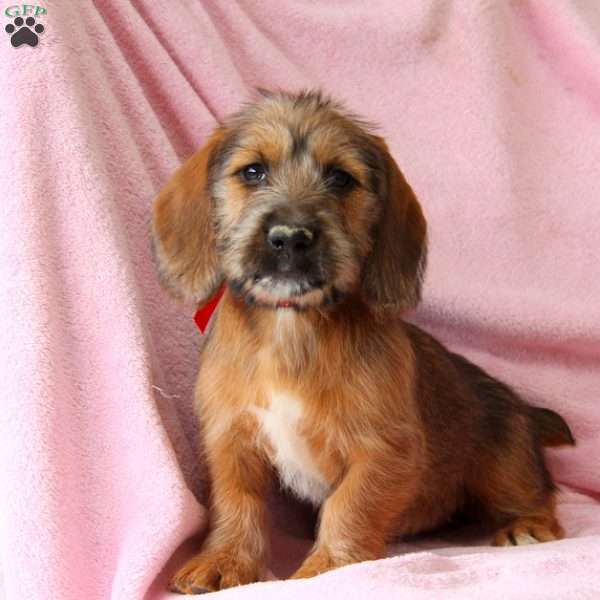 Bella, Basset Hound Mix Puppy