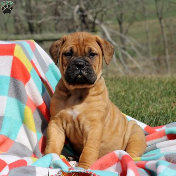 Janis, Bullmastiff Puppy