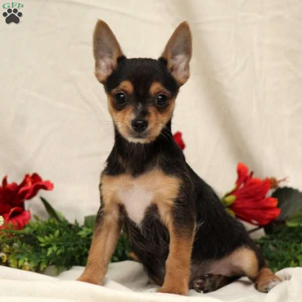 Woody, Chorkie Puppy