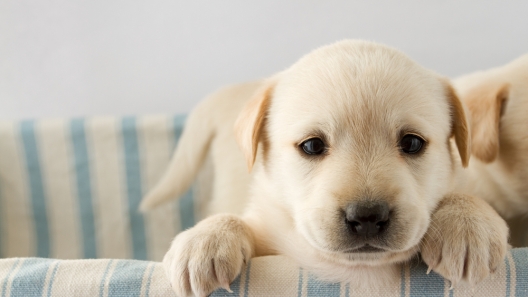 5 Ways to Help Your Dog Become Comfortable in Their New Home