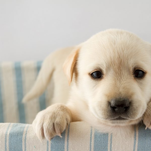 Helping puppy adjust clearance to new home