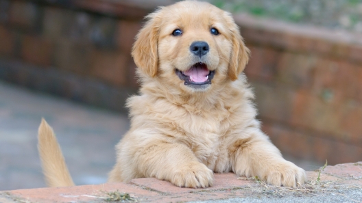 3 Questions to Ask Yourself Before You Get a Puppy