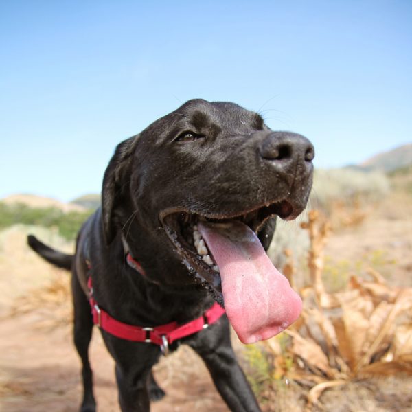 Hiking dog