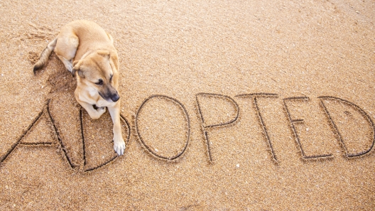 For the Love of Dog: Awesome Dog Rescue Organizations