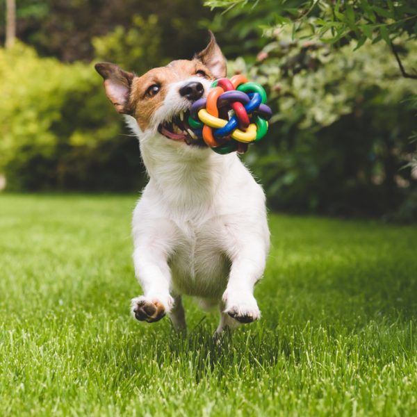 Dog with toy