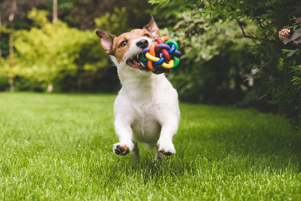 Fun, Challenging Games and Toys for Your Dog