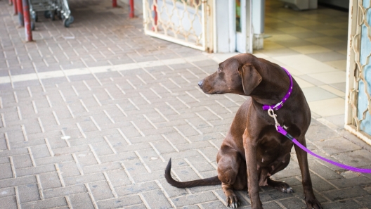 New Reading Ordinance Prohibits Tethering Dogs Outside