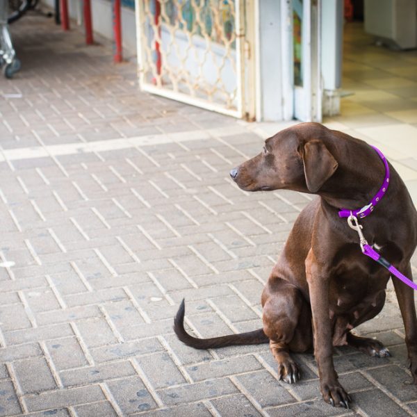 Tethered dog