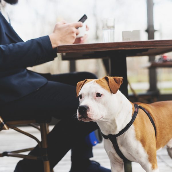 Coffee shop dog