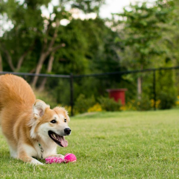 Playful pup