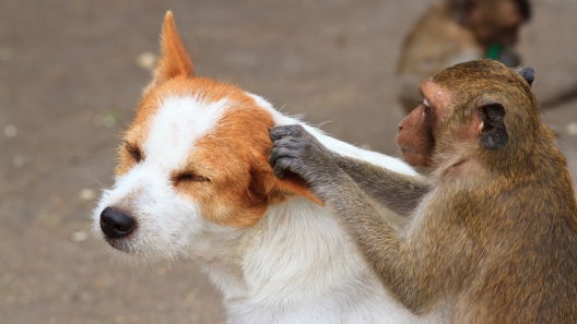 All About Unlikely Animal Friendships