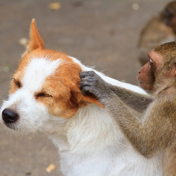 Dog and monkey