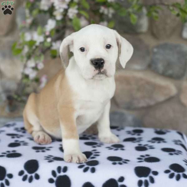 Barry, English Boston-Bulldog Puppy