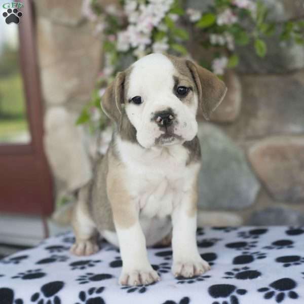 Becka, English Boston-Bulldog Puppy