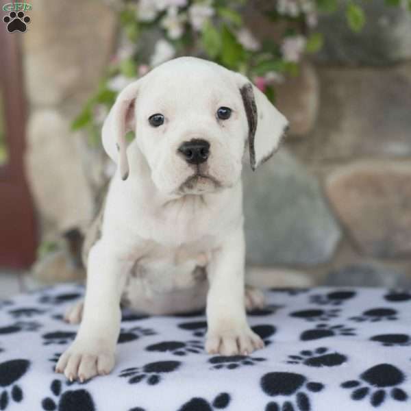 Benny, English Boston-Bulldog Puppy