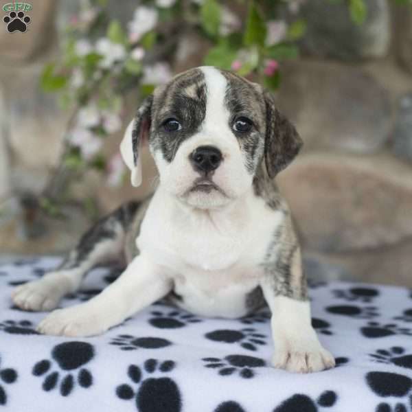 Betty, English Boston-Bulldog Puppy