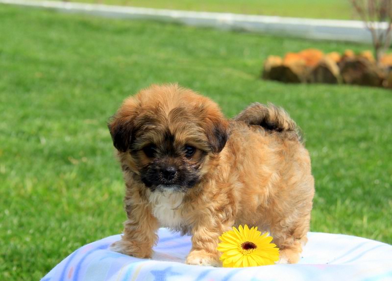 ChiChon Puppies for Sale Greenfield Puppies