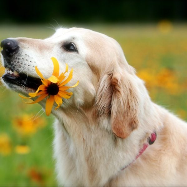 how to care for senior dogs - older golden retriever