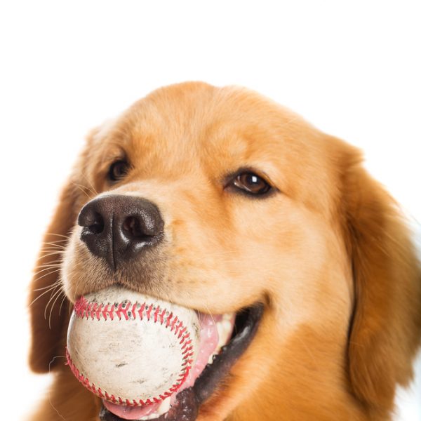 Dog with ball