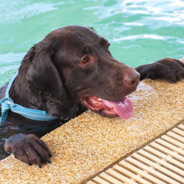 Dog in pool