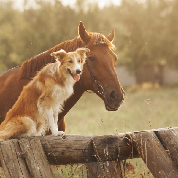 dog breeds for farms - border collie mix with a horse