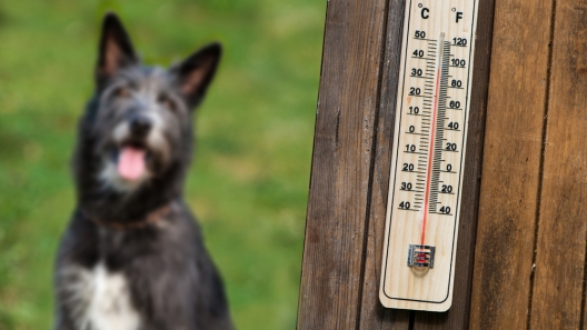 What You Need to Know About Heatstroke in Dogs