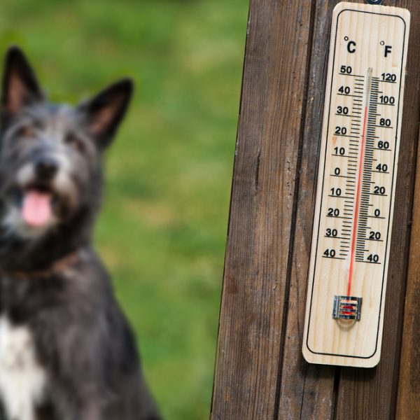 can heat stroke kill a dog