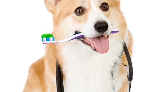 How to Keep Your Pooch’s Teeth Healthy
