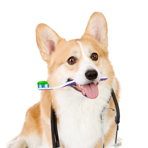 Corgi dentist