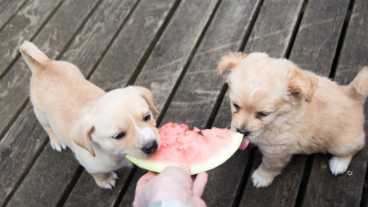 26 Best Fruits and Veggies For Dogs