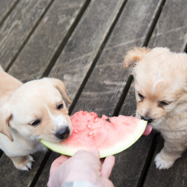 Puppies eating watermelon