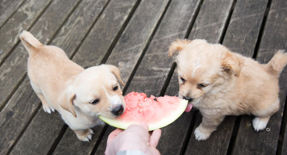 can pekingese eat watermelon