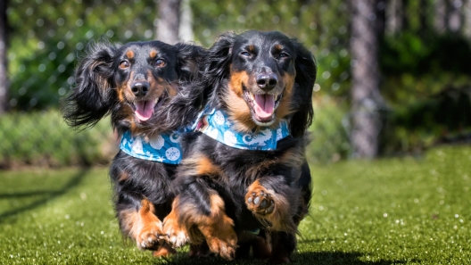 Adorable Famous Wiener Dogs 