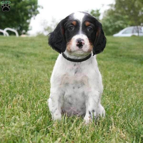 English Setter Puppy